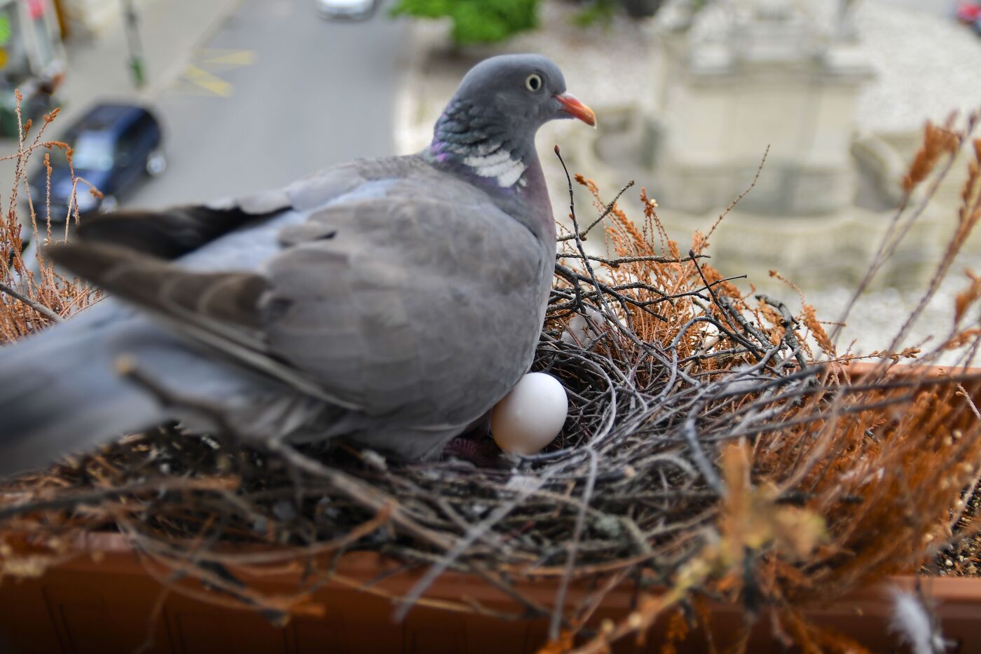 Les pigeonsconstruisent leur nid assez haut dans les arbres, au croisement de plusieurs branches. Copyright (c) RomanNerud/Istock.