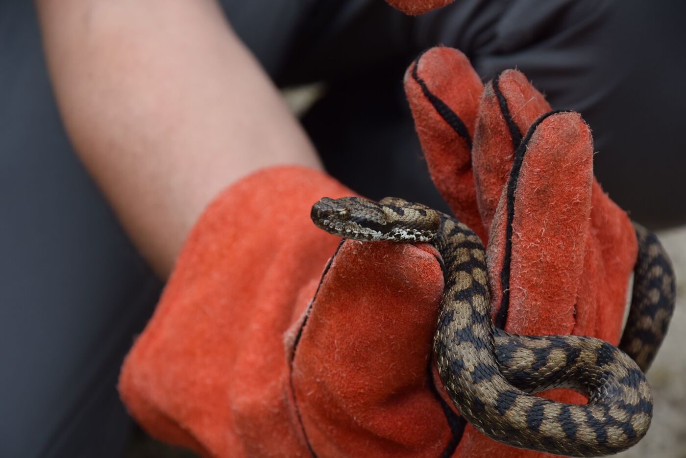 Un serpent a mordu un petit Américain de 4 ans dans une garderie de Caroline du Nord. Parc naturel régional du Gâtin