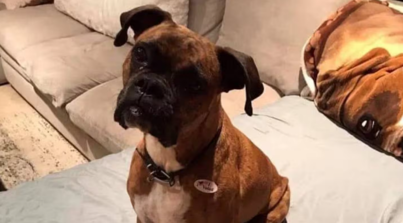 Laura Lee Yourex a publié une photo sur les réseaux sociaux montrant sa chienne, Maya Jean, portant un autocollant "J'ai voté" après l'élection du gouverneur de Californie en 2021. Laura Lee Yourex